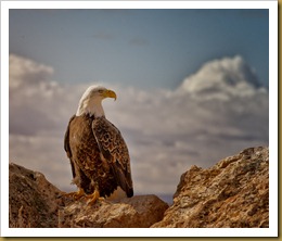 - Bald Eagle on Rock_ROT9117-Edit-Edit February 19, 2012 NIKON D3S-2 - Bald Eagle on Rock_ROT9117-Edit-Edit February 19, 2012 NIKON D3S-2