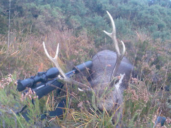 Sika stag taken pre rut