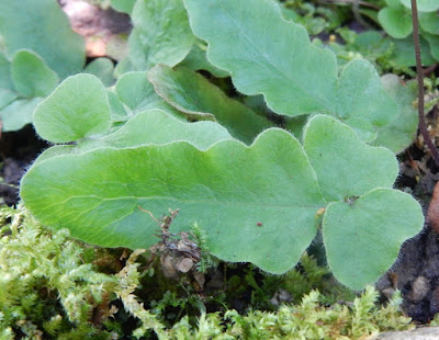 地耳蕨的營養葉