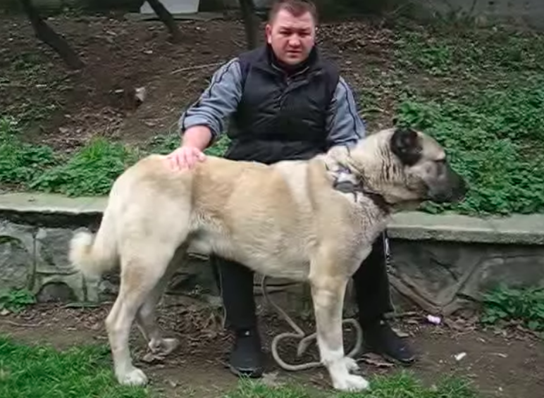 GerçekKangal köpeği nasıl olur?