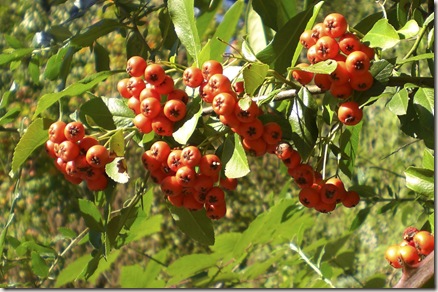 berries