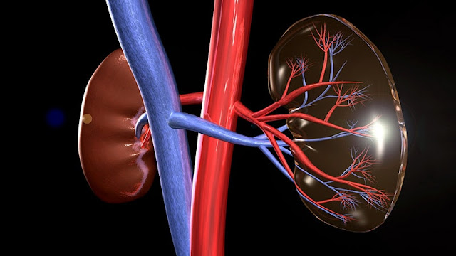 Renal Denervation Devices