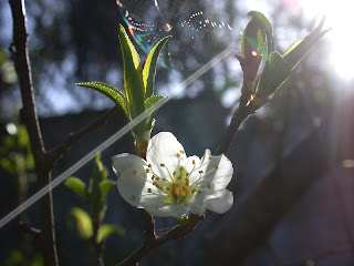 Fruit tree blossom with spider web