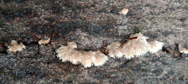Split-gill mushroom Schizophyllum commune, Indre et Loire, France. Photo by Loire Valley Time Travel.