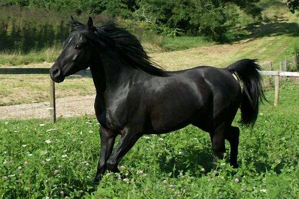 تفسير حلم رؤية الحصان الأسود في المنام لابن سيرين