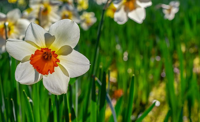 the daffodils summary