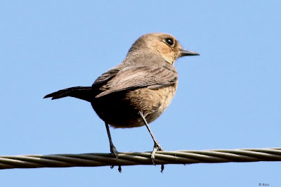 Brown Rock Chat Resident