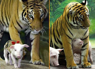 Small female pig with tiger mom