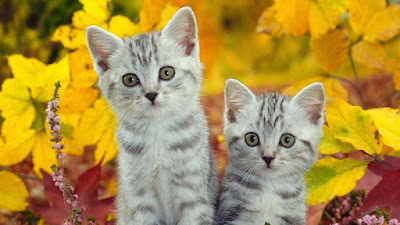 cat-wallpaper-preview-yellow-flowers-background