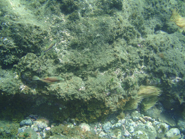 Spitzkopf-Kugelfisch - Canthigaster rostrata © Canarian Sea 03