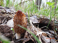 Young Morchella elata