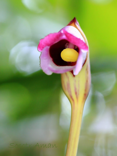 Aeginetia indica