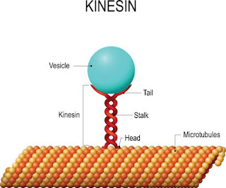  Kinesin