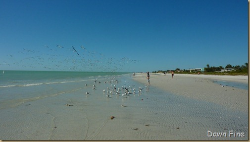 Sanibel Shell and birds_180