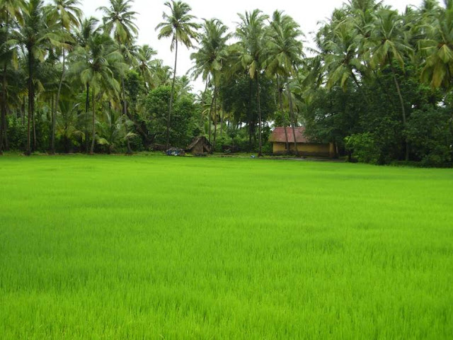 Beautiful Picture from Kerala Villages