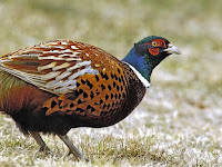 Pheasant Pictures Birds