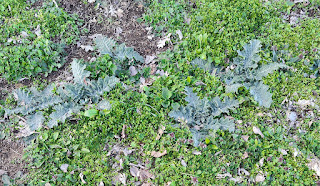 Nasty thistles returning