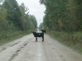 cows in road