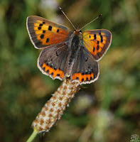 Mariposa manto bicolor (Lycaena phlaeas)