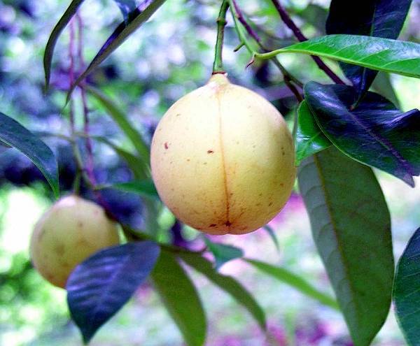 KHASIAT DAN MANFAAT TANAMAN OBAT HERBAL BUAH  PALA 