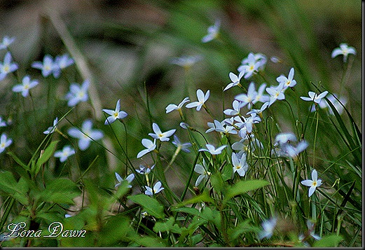 OMC_Bluets
