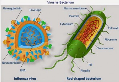 Virus dan Bakteri