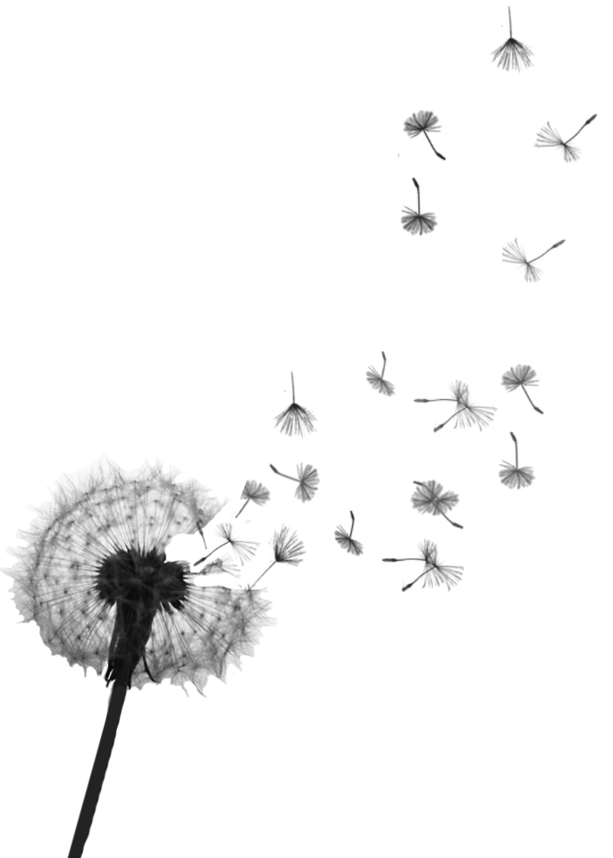 Dandelion Tattoos Designs And Meaning