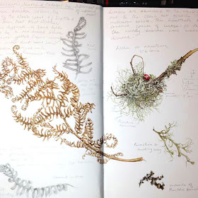 Sketchbook study of lichens