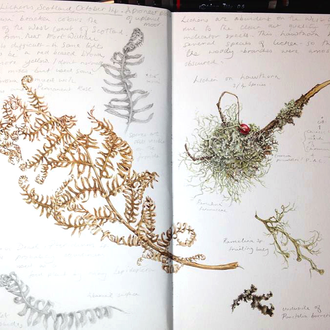 Sketchbook study of lichens