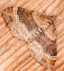 Red Twin-spot Carpet, Xanthorhoe spadicearia.  Geometridae.  Moth trap at Sevenoaks Wildlife Reserve, 27 April 2014.