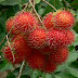 Manfaat Buah Rambutan