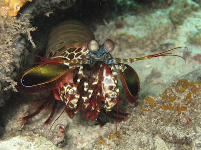 Raja Ampat