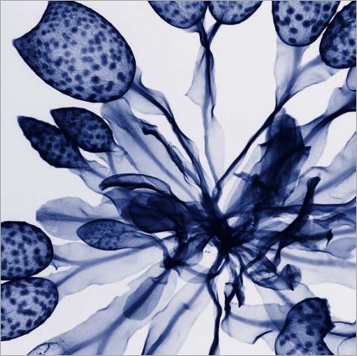 thumbs_thumbs_flowers-013