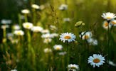 Aires de primavera (fotos de flores muy lindas)