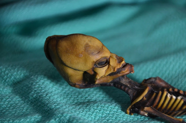 Once-mysterious 'Atacama Skeleton' illuminates genetics of bone disease