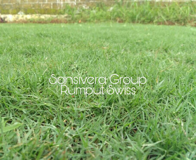 Jual Rumput Swiss Harga Murah