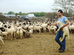 Αντί για de minimis ενίσχυση ταφόπλακα βάζει το ΥΠΑΑΤ στους κτηνοτρόφους !!!! 