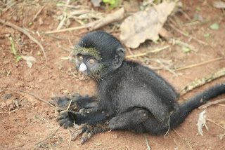 tiny black monkey klein