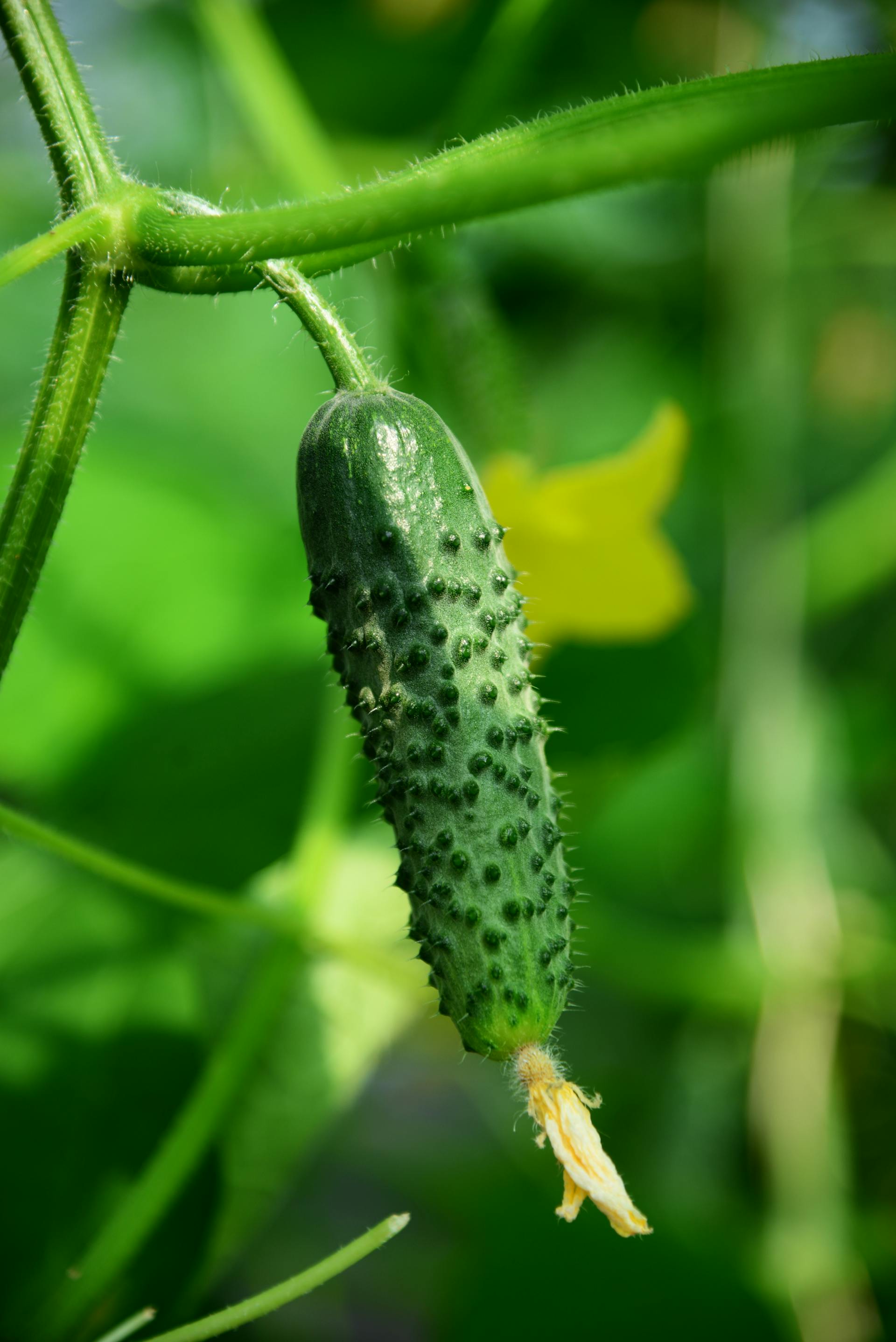 Cucumber (Cucumis sativus) is a widely cultivated plant in the gourd family, Cucurbitaceae. It is a creeping vine that bears cucumiform fruits that are used as vegetables.