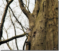 Boomklever verlaat nest