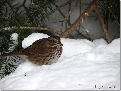 Song Sparrow