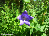 Balloon Flower Plants3