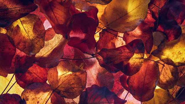 Autumn Leaves hd Wallpaper