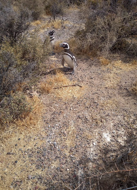 Penguin love @ Punta Tombo, Argentina