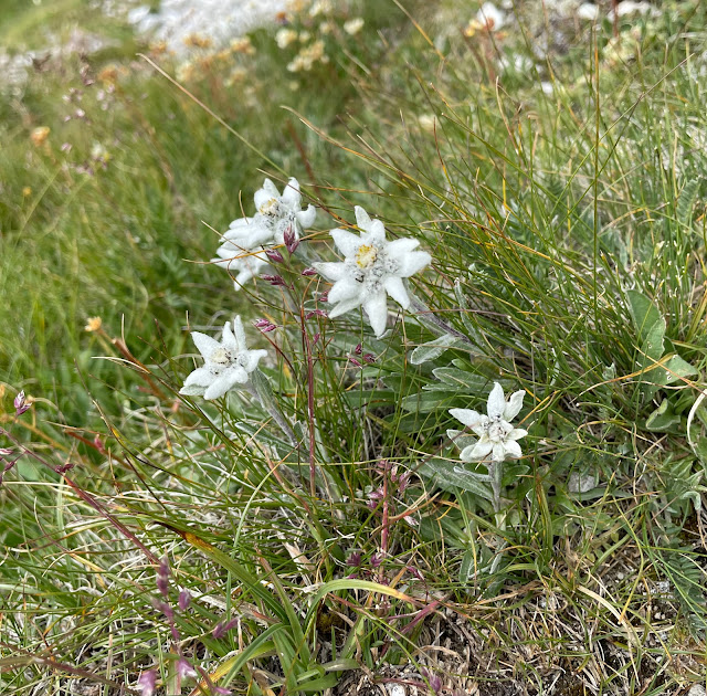 rifugio_selle_moena