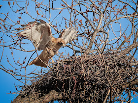 Christo delivers a rat to the nest