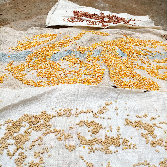 mylocaladventuresblog.blogspot.com - drying corn, groundnuts and soybeans in the sun
