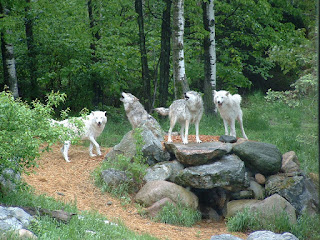 Photo of Wolf Pack by Quapaw from FreeImages 