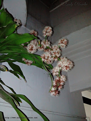 Thorny amaranth, Amaranthus spinosus