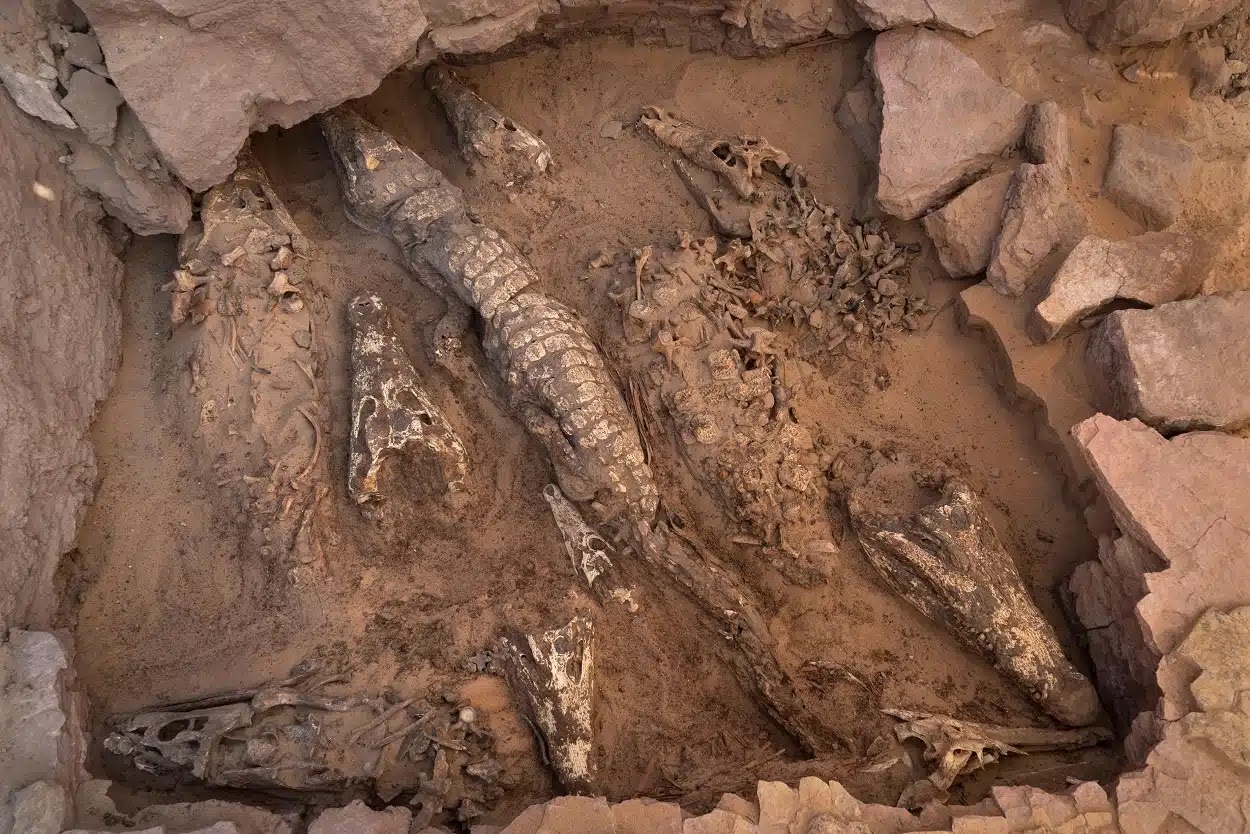 Αρχαίος αιγυπτιακός τάφος αποκάλυψε μουμιοποιημένους κροκόδειλους